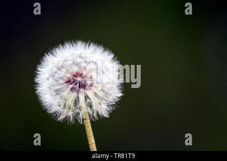 Blanc sphérique, le réveil de pissenlit, Taraxacum officinale, contraste avec un fond vert sombre Banque D'Images