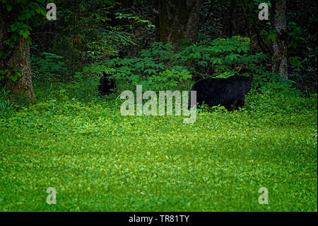 Momma Bear cub et sur le bord de la forêt, à Templeton Homestead dans la vallée de Cades Cove, Tennessee Banque D'Images