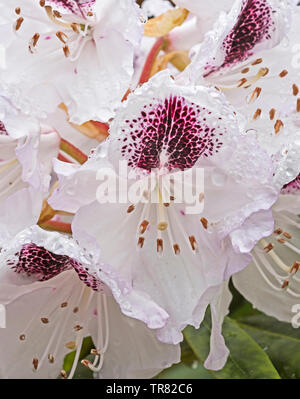 Blanc et violet Rhododenron Sappho Rhododendron en fleurs en mai, Angus, Scotland, UK Banque D'Images