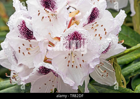 Blanc et violet Rhododenron Sappho Rhododendron en fleurs en mai, Angus, Scotland, UK Banque D'Images