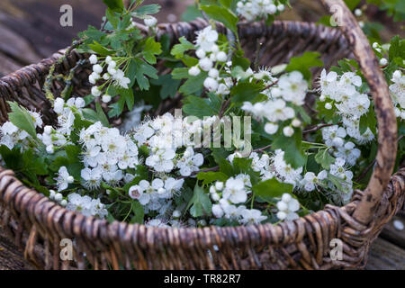 Weißdornblüten, Weißdorn-Blüten, Ernte, einem Korb, Weißdorn, Weissdorn, Weiß-Dorn, Weiss-Dorn. Eingriffliger Weißdorn, Weissdorn, Weiß-Dorn, Weiss Banque D'Images