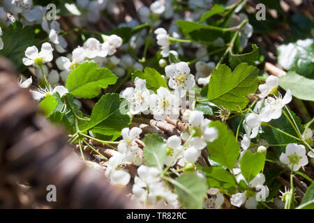 Weißdornblüten, Weißdorn-Blüten, Ernte, einem Korb, Weißdorn, Weissdorn, Weiß-Dorn, Weiss-Dorn. Zweigriffliger Zweigriffeliger Weißdorn Weißdorn,, Banque D'Images