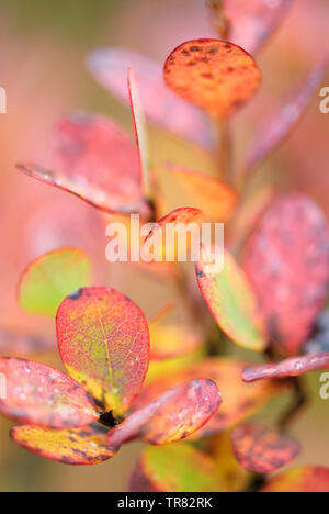 La myrtille des marais (Vaccinium uliginosum) feuilles en couleurs d'automne Banque D'Images