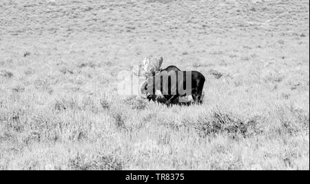 Orignal masculin (cerf adulte) broutant dans le parc national de Grand Teton, dans l'État américain du Wyoming Banque D'Images