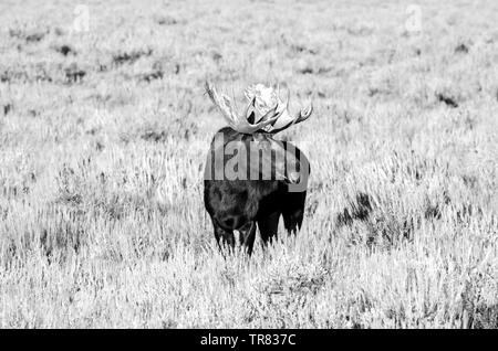 Orignal masculin (cerf adulte) broutant dans le parc national de Grand Teton, dans l'État américain du Wyoming Banque D'Images