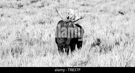 Orignal masculin (cerf adulte) broutant dans le parc national de Grand Teton, dans l'État américain du Wyoming Banque D'Images