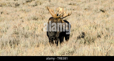 Orignal masculin (cerf adulte) broutant dans le parc national de Grand Teton, dans l'État américain du Wyoming Banque D'Images