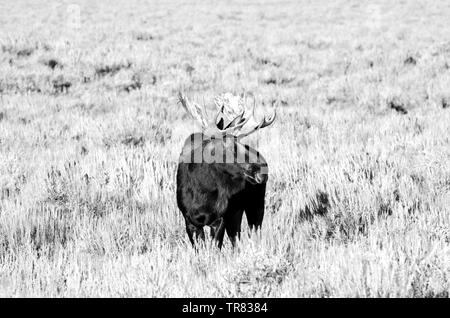 Orignal masculin (cerf adulte) broutant dans le parc national de Grand Teton, dans l'État américain du Wyoming Banque D'Images