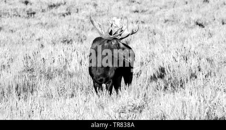 Orignal masculin (cerf adulte) broutant dans le parc national de Grand Teton, dans l'État américain du Wyoming Banque D'Images