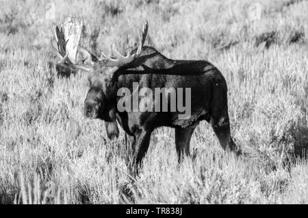 Orignal masculin (cerf adulte) broutant dans le parc national de Grand Teton, dans l'État américain du Wyoming Banque D'Images