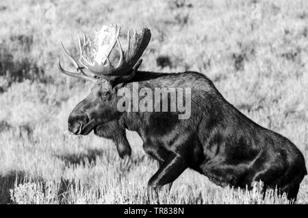 Orignal masculin (cerf adulte) broutant dans le parc national de Grand Teton, dans l'État américain du Wyoming Banque D'Images