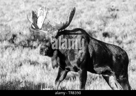 Orignal masculin (cerf adulte) broutant dans le parc national de Grand Teton, dans l'État américain du Wyoming Banque D'Images