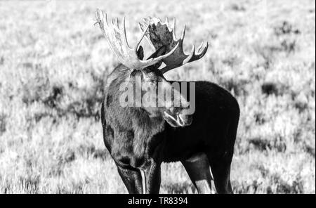 Orignal masculin (cerf adulte) broutant dans le parc national de Grand Teton, dans l'État américain du Wyoming Banque D'Images