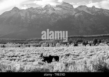 Orignal masculin (cerf adulte) broutant dans le parc national de Grand Teton, dans l'État américain du Wyoming Banque D'Images