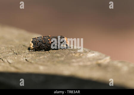 Un champignon rare, Platyrhinus resinosus charançon, perché sur une clôture en bois. Banque D'Images