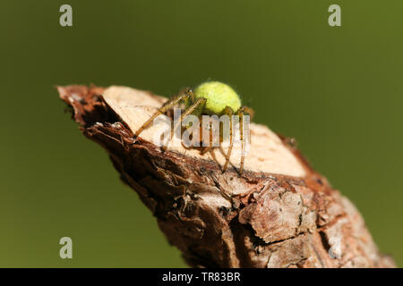 Un joli vert Concombre Araniella cucurbitina araignée Orb, sensu stricto, la chasse pour la nourriture. Banque D'Images