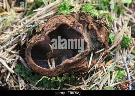 De rares Sarcosoma globosum, connu sous le nom de chaudron de sorcières ou Charred-Pancake Cup, champignon sauvage de la Finlande Banque D'Images