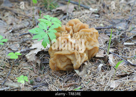 Gyromitra gigas, communément connue sous le nom de neige Neige Morel, faux Morel, cerveau, veau ou Bull, un nez de champignons sauvages comestibles provenant de la Finlande Banque D'Images