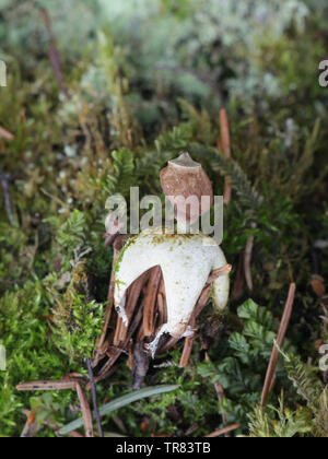 Geastrum quadrifidum, communément appelé la villeuse ou earthstar earthstar à quatre pattes Banque D'Images