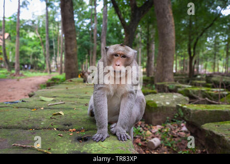 Singe Macaque assis à l'extérieur du temple Bayon, Angkor Thom, la Province de Siem Reap, Cambodge, Indochine, Asie du Sud, Asie Banque D'Images