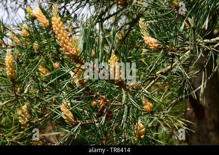 Fleurs mâles de l'arbre de pin sylvestre Pinus sylvestris Banque D'Images