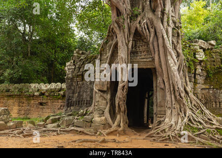 Arbre généalogique Banyon couvrant l'Est, Ta Som, temple Angkor, Site du patrimoine mondial de l'UNESCO, la Province de Siem Reap, Cambodge, Indochine, Asie du sud-est Asie, Banque D'Images