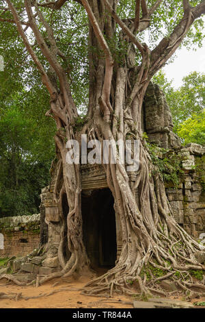 Arbre généalogique Banyon couvrant l'Est, Ta Som, temple Angkor, Site du patrimoine mondial de l'UNESCO, la Province de Siem Reap, Cambodge, Indochine, Asie du sud-est Asie, Banque D'Images