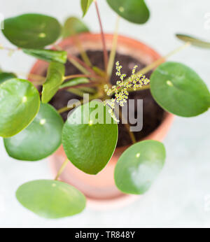 La floraison Pilea peperomioides, connu comme plante d'argent chinois. Banque D'Images