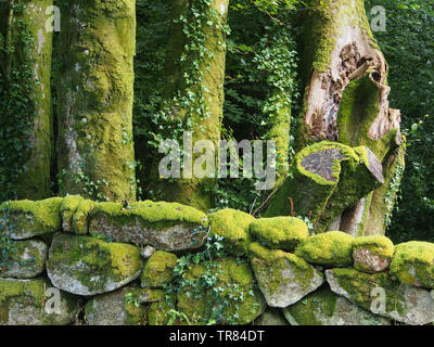 Mousses, lichens et de lierre qui poussent sur les troncs des arbres et un mur en pierre sèche dans le Dartmoor National Park, Devon, Angleterre, Royaume-Uni. Banque D'Images