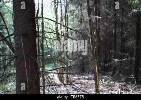 Un sapin sec dans une forêt ensoleillée. Banque D'Images