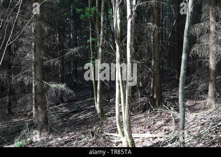 Forêt sèche en plein soleil sur un sol en pente couvert de brindilles. Banque D'Images