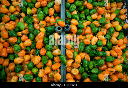 À l'habanero Chiles Mercado Lucas Galvez, marché. Merida, Yucatan, Mexique Banque D'Images