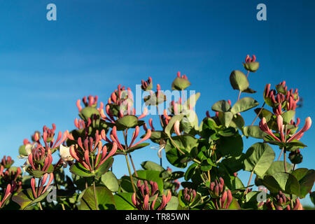 Fleur de chèvrefeuille en jardin par printemps sur fond bleu ciel à jour solaire Banque D'Images