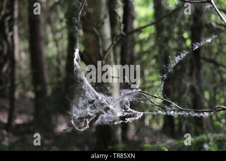 Un gros plan d'un petit entre les branches d'arbres dans une forêt ombragée. Banque D'Images