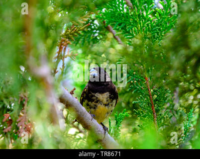 Oiseaux du monde.Homme de serin à ventre jaune (Sporophila nigricollis) au Brésil. Banque D'Images