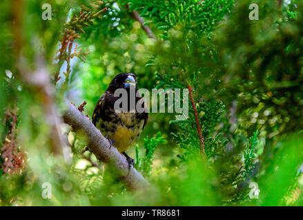 Oiseaux du monde.Homme de serin à ventre jaune (Sporophila nigricollis) au Brésil. Banque D'Images