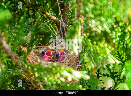 Oiseaux du monde de femelle serin à ventre jaune tout en alimentant de poussins (Sporophila nigricollis) au Brésil. Banque D'Images