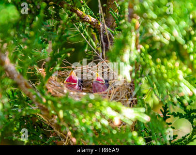 Oiseaux du monde de femelle serin à ventre jaune tout en alimentant de poussins (Sporophila nigricollis) au Brésil. Banque D'Images