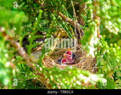 Oiseaux du monde de femelle serin à ventre jaune tout en alimentant de poussins (Sporophila nigricollis) au Brésil. Banque D'Images