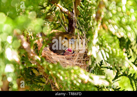 Oiseaux du monde de femelle serin à ventre jaune tout en alimentant de poussins (Sporophila nigricollis) au Brésil. Banque D'Images