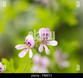 Close up de géranium, 'parfumée' Lemona floraison dans un jardin anglais Banque D'Images