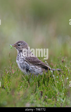 Meadow Pipit spioncelle Anthus pratensis,, adulte seul debout sur heather holding caterpillar dans le projet de loi. Prises de juin, Tomintoul, Ecosse, Royaume-Uni. Banque D'Images