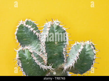 Abstract Close Up d'un cactus hérissés de cactus ou succulentes sur un carton jaune Banque D'Images