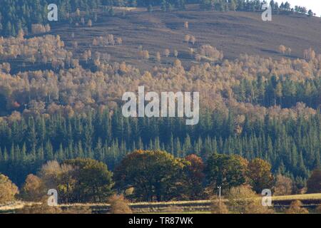 Technique mixte sur bois d'automne une Scottish Hill. Bouleau blanc, pin et chêne anglais. Muir de Dinnet, Cairngorms NNR, Écosse, Royaume-Uni. Banque D'Images