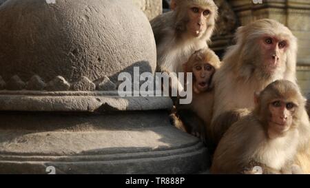 Surpris Monkey Family - Temple Swayambunath, Katmandou, Népal Banque D'Images