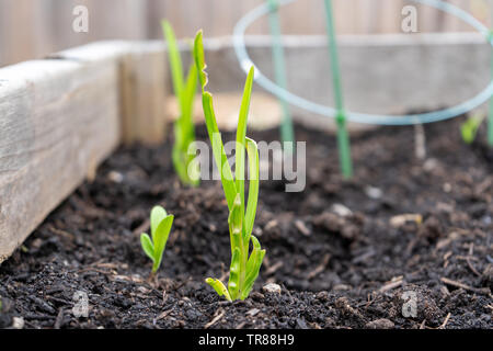 De plus en plus de tiges d'ail planté une gousse d'ail, dans un jardin familial semoir. Banque D'Images