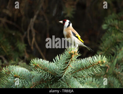 Chardonneret élégant (Carduelis carduelis) assis sur la branche de sapin Banque D'Images