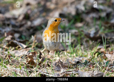 Robin (Erithacus rubecula aux abords) sur l'herbe Banque D'Images