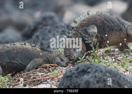 Iguanes marins (Amblyrhynchus cristatus) dénigrement de leurs têtes ensemble dans un combat territorial sur une étendue de plage dans les îles Galapagos, en Équateur. Banque D'Images