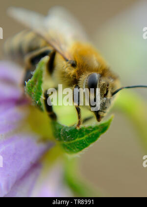 Abeille sur fleur de pomme de terre, la macro photographie Banque D'Images